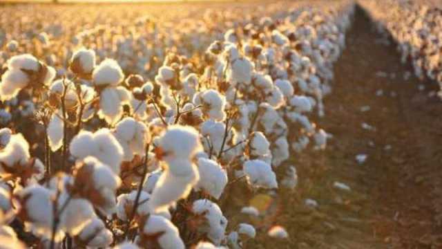 أسعار القطن اليوم الأحد 8-12-2024 في كل محافظات مصر