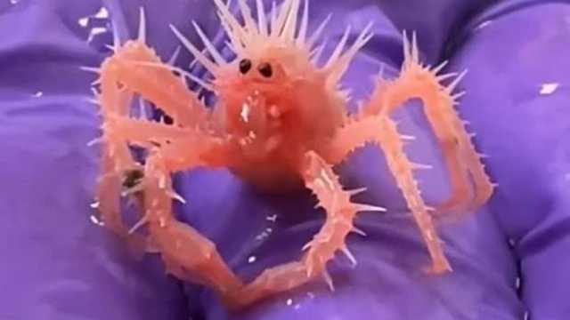 5 معلومات عن سرطان البحر الملكي.. يعيش في المنطقة المميتة