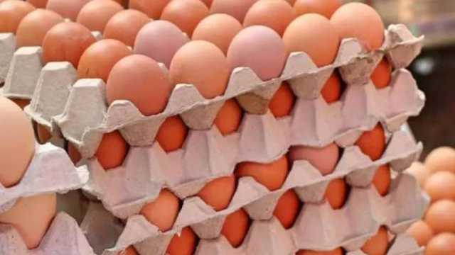 سعر كرتونة البيض الأحمر اليوم الأربعاء 26-2-2025 في بورصة الدواجن