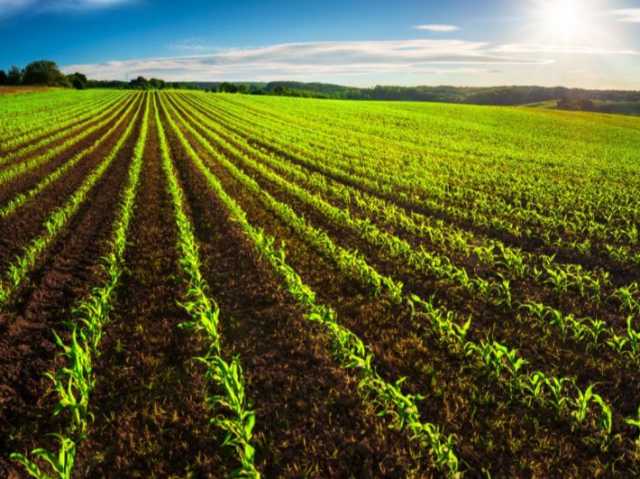 الأمطار الأخيرة تجدد آمال مزارعي الأغوار الشمالية بتحسين الموسم الزراعي