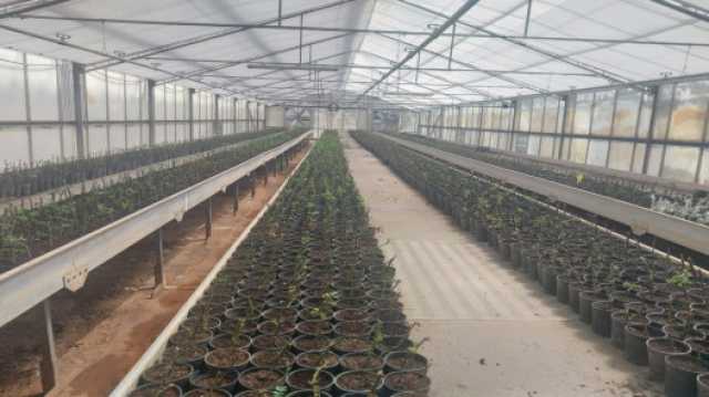 إنتاج مشتـل فيصل الحرجي يتجاوز الخطة بـ150% في جرش…