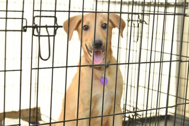 إربد تطلق أول مأوى للكلاب بالتعاون مع جمعية “فكرة”