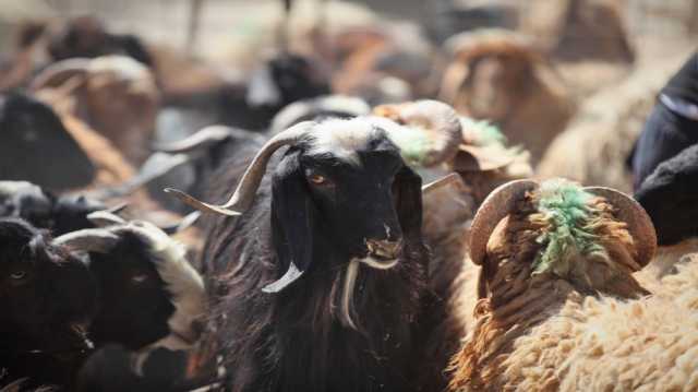 وزارة الزراعة تبدأ الترقيم الإلكتروني للأغنام في جميع المحافظات