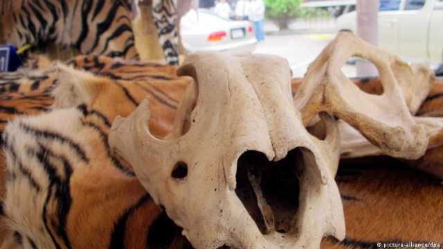 الكشف عن شبكات تتاجر بأعضاء حيوانات عبر منصات التواصل