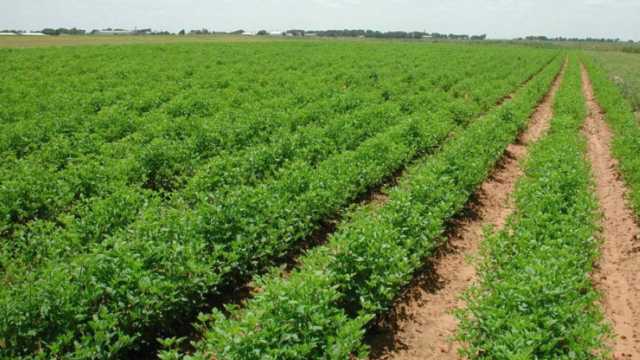 أمطار الكرك تُنعش آمال المزارعين بموسم زراعي واعد