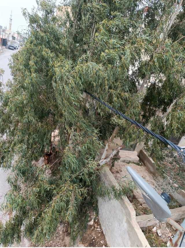 كهرباء إربد تُجري كشفًا ميدانيًا وتُزيل أشجارًا متداخلة مع الشبكة الكهربائية في عين بني حسن