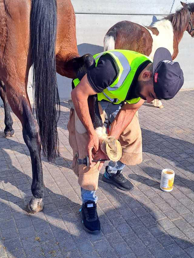 اختتام برنامج تدريبي متخصص في فن التعامل مع الخيول والحذو في العقبة