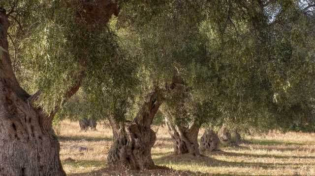 الأردن يحتفل بإدراج شجرة الزيتون “المهراس” على قائمة التراث الثقافي