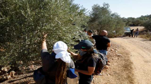 الاحتلال الإسرائيلي يقتلع عشرات أشجار الزيتون في وادي قانا بسلفيت