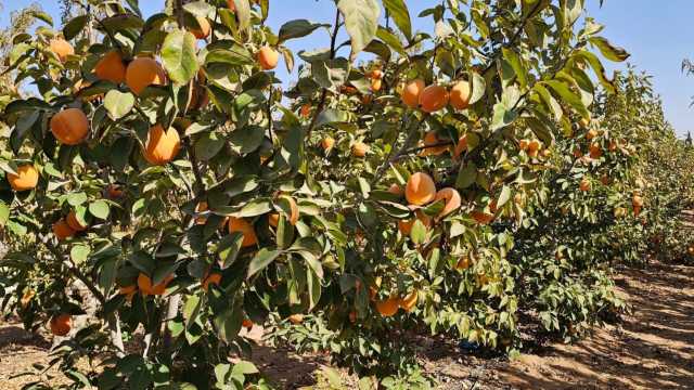 ارتفاع إنتاج الكاكا في المفرق إلى 2500 طن هذا الموسم