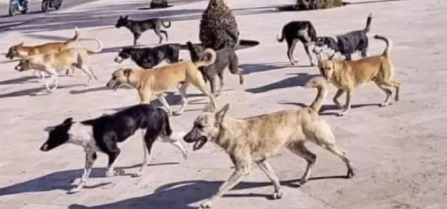 الكلاب الضالة تعقر فتى في جرش