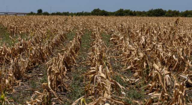 الزراعة لـرؤيا: اضرار جانبية محتملة للقبة الحرارية لعدم التزام المزارعين بتعويض تأثير الجفاف