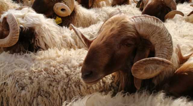 التقرير المروري: نفوق 60 رأس غنم إثر تدهور شاحنة على الطريق الصحراوي