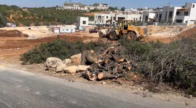 مواطنون في الفحيص يطالبون بقانون يمنع قطع الأشجار