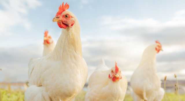 مواطنون يشتكون من تجاوز أسعار دجاج النتافات للسقف السعري في الأردن