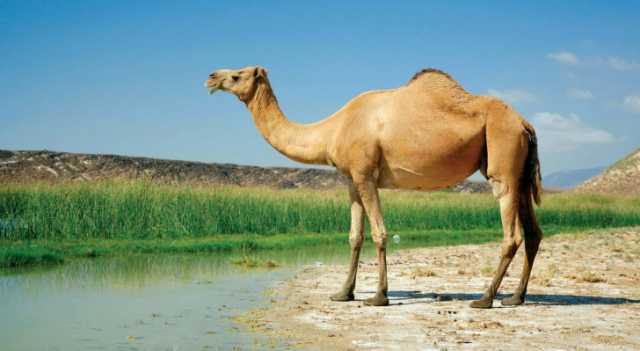 حدث في الأردن.. جمل يلجأ إلى بئر ماء هربا من الحرارة والدفاع المدني يخرجه - فيديو