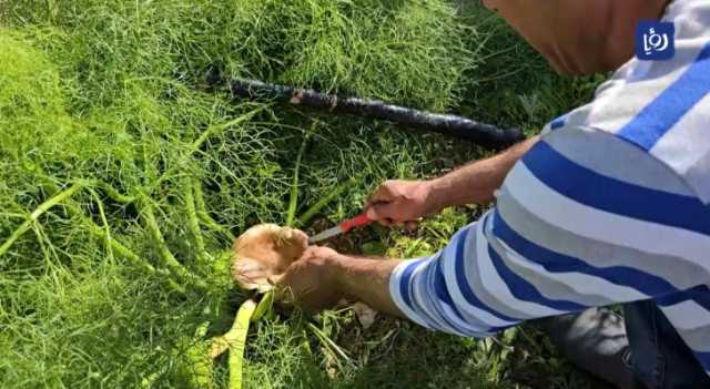 تقرير | البحث عن الفطر .. رحلة طويلة ممزوجة بالمتعة