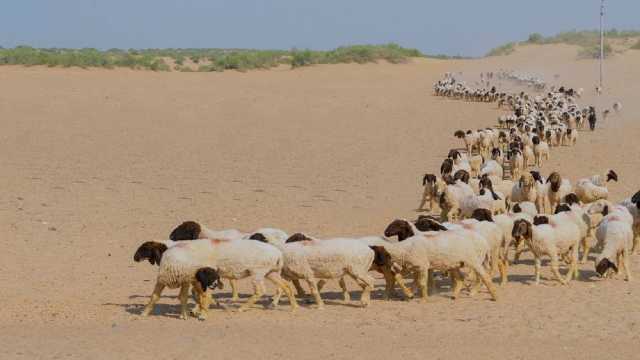 انتهاء مهلة عودة المواشي والإبل المملوكة لغير السعوديين إلى دولهم