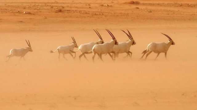 تسجيل محمية عروق بني معارض في قائمة التراث العالمي لمنظمة اليونسكو