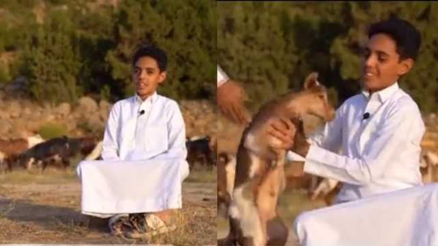 مين يبغى يا شباب برسيم..طفل يلفت الأنظار بعشقه لرعاية الأغنام وتعامله معها..فيديو