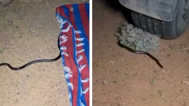 شخص يوثق ظهور أخطر أنواع الثعابين وأكثرهم سُمية..فيديو