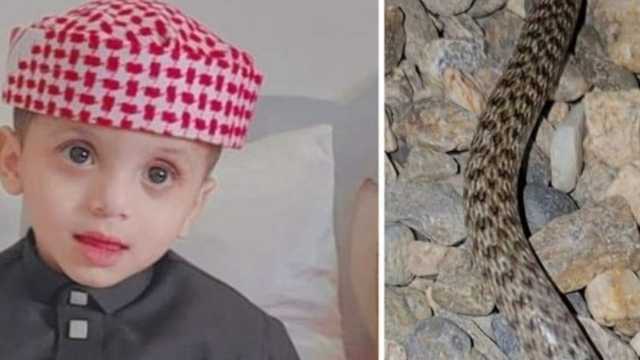 ثعبان يلدغ طفلاً في فناء منزله جنوب المملكة