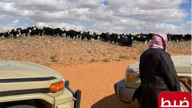 ضبط مخالف لدخوله محمية الملك سلمان والرعي فيها