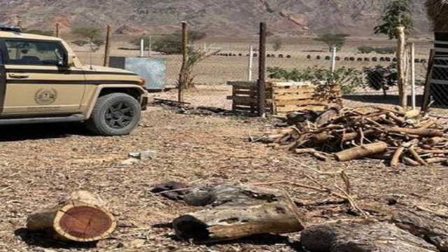 ضبط مخالفًا لتخزينه حطبًا محليًا في المدينة المنورة