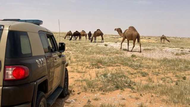 ‎ضبط مخالف لنظام البيئة لارتكابه مخالفة رعي بمحمية الملك سلمان الملكية