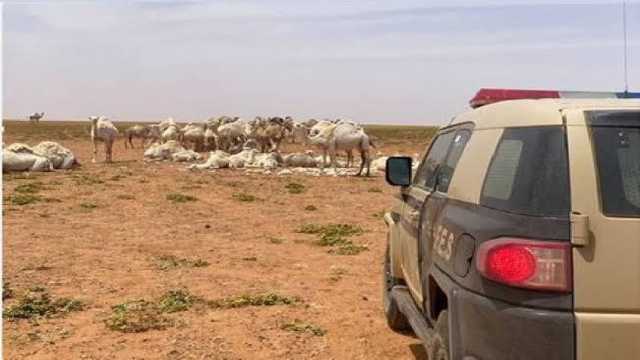 ضبط مقيم لزراعته الأغنام في منطقة محظورة
