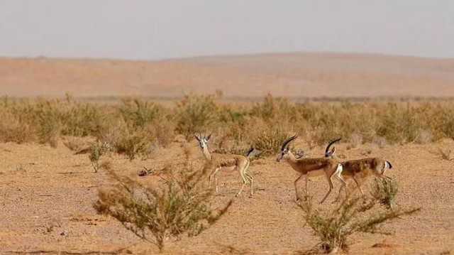 ضبط 4 مخالفين لارتكابهم مخالفتي قطع مسيجات ودخول محمية دون ترخيص