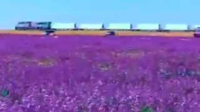 قطار وعد الشمال يرسم صورة فنية رائعة خلال مروره بجوار زهور الخزامي .. فيديو