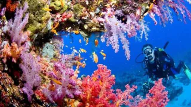 غواص ينجو من موت محقق بعد إمساكه بأحد أخطر كائنات البحر الأحمر