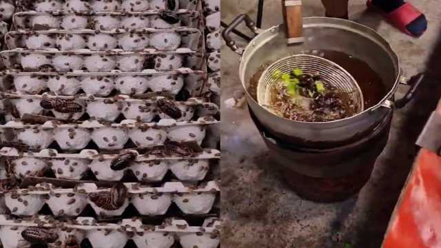 علف من الصراصير بدل العشب يثير الجدل في إفريقيا.. فيديو