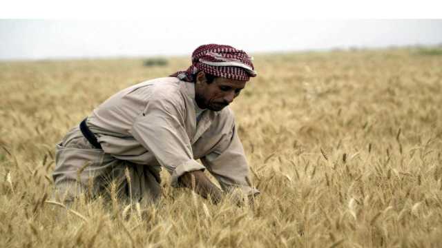 العراق يحقق فائضًا غير مسبوق في إنتاج الحنطة