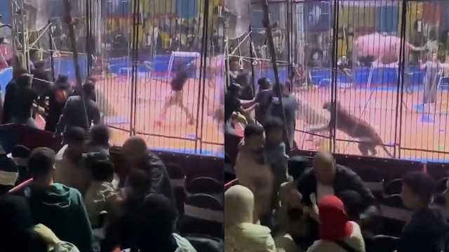 أسد يهاجم عاملًا في سيرك طنطا ويثير الذعر بين الجمهور.. فيديو