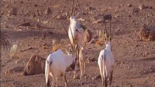 محمية الملك سلمان تطلق 153 من المها العربي وتسجيل 8 ولادات نادرة