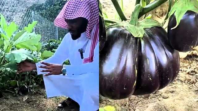 مزارع ينجح في زراعة باذنجان عملاق بحجم يصل إلى ٢ كيلو .. فيديو
