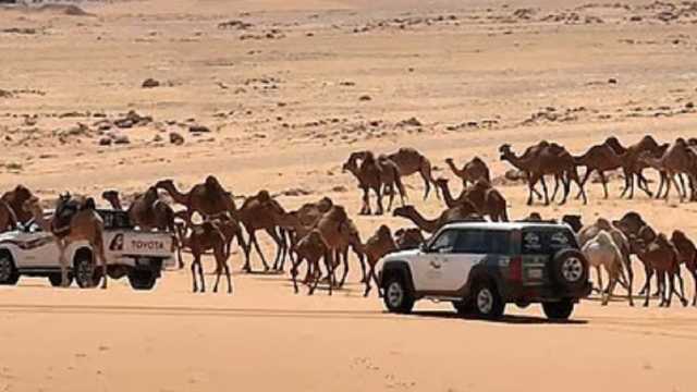 ضبط مواطن ارتكب مخالفة رعي في محمية الإمام عبدالعزيز بن محمد الملكية