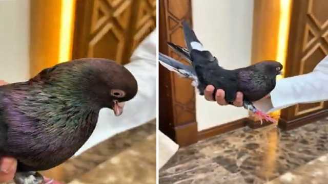 مواطن يتخصص في تربية أنواع نادرة من الحمام القلاب منذ أكثر من 40 عاما.. فيديو