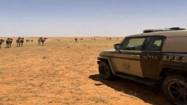 ضبط مخالف لارتكابه مخالفة رعي في محمية الإمام تركي بن عبدالله الملكية