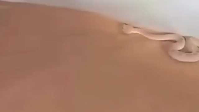 شخص يعرض فائدة الساتر اثناء الرحلات البرية ..فيديو