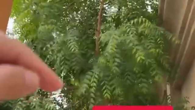 مواطن يوثق فوائد شجرة النيم العديدة .. فيديو
