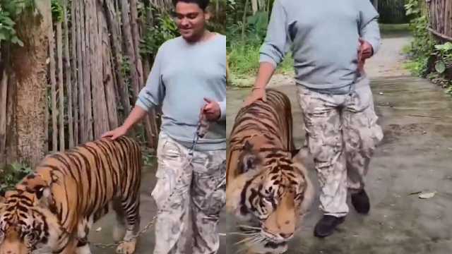 نمر يهاجم سائح حاول التقاط صورة معه .. فيديو