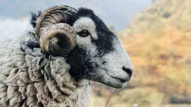 خروف يقتل رجل بدفعه من الطابق الخامس