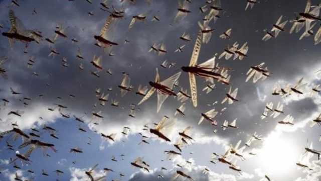 سرب جراد يتسبب في إلغاء حفل زفاف.. فيديو