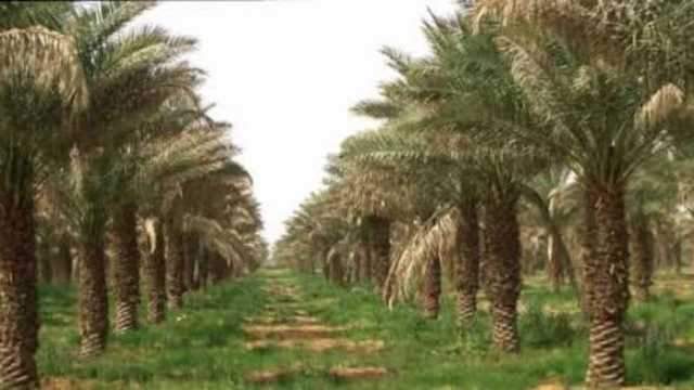 القصيم تتصدّر المملكة في قطاع النخيل بـأكثر من 12 مليون نخلة .. فيديو