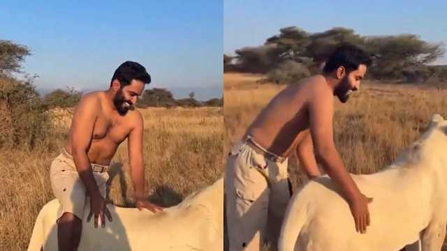 المطيري يروض أسدًا في الغابة ويصعد على ظهره في مشهد مدهش .. فيديو