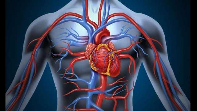 النمر : تضيق شريان بسيط قد يكون أخطر من 70%