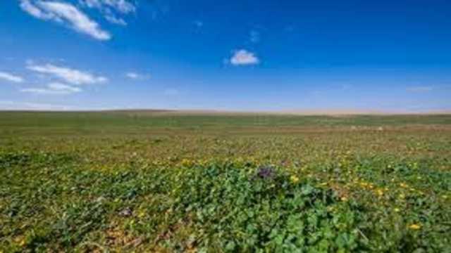 ضبط مواطن ارتكب مخالفة رعي في محمية الإمام تركي بن عبدالله الملكية